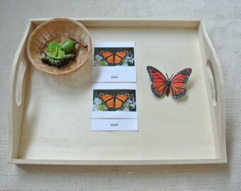 Montessori Monarch Schmetterling Lebenszyklus 5 Teile Nomenklatur Flash Karten Miniaturen Figuren Lernkarten Spielzeug für Kinder