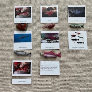 Tarjetas de nomenclatura Montessori del ciclo de vida del salmón (5 partes), miniaturas, tarjetas de nomenclatura, tarjetas educativas, juguetes para niños