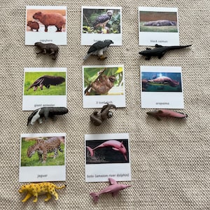 Tarjetas de 3 partes con miniaturas de animales sudamericanos Montessori para el aula de educación en el hogar y nomenclatura