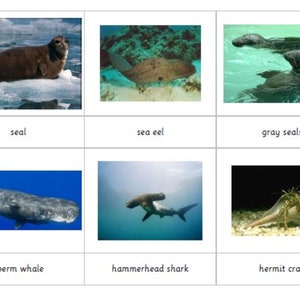 Montessori Sea Life Creatures and matching 3 Parts Cards Digital PDF Download Printable Homeschool Classroom Nomenclature Flash cards