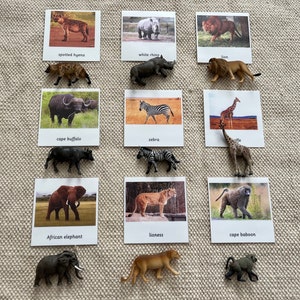 Montessori Zuid-Afrikaanse dieren 3-delige kaarten met miniaturen Flashkaarten voor thuisonderwijs in de klas nomenclatuur