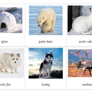 Cartes Montessori Arctic en 3 parties à télécharger numériquement au format PDF Cartes flash imprimables de nomenclature pour l'école à la maison et la classe