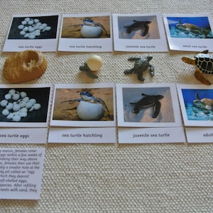 Ciclo de vida da tartaruga marinha Montessori, cartões de 5 partes com miniaturas