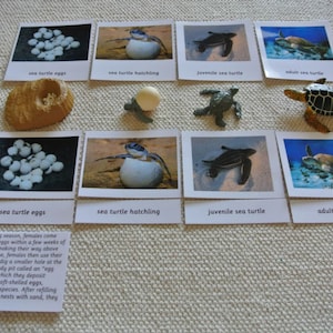 Montessori Sea Turtle Life Cycle 5 Parts Cards with Miniatures