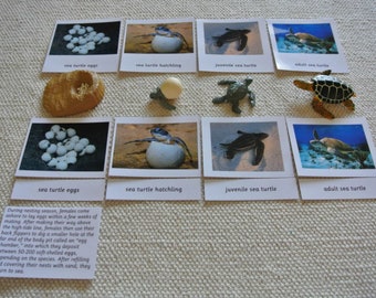 Montessori Meeresschildkröte Lebenszyklus 5 Teile Karten mit Miniaturen