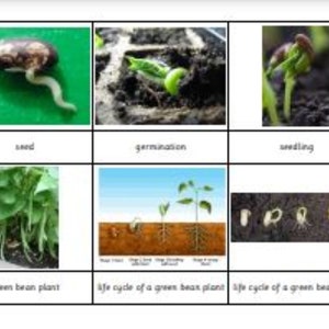 Montessori Life Cycle of a Green Bean Plant 5 Parts Cards Digital PDF Download Printable Homeschool Classroom Nomenclature Flash Cards