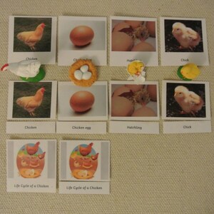 Montessori Life Cycle of A Chicken 5 Parts Cards miniatures Home School Classroom Nomenclature Flash Cards Educational Learning Materials