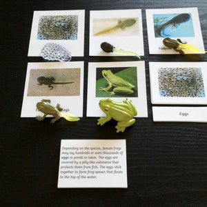 Montessori Frog Life Cycle 5 Parts Cards with Miniatures