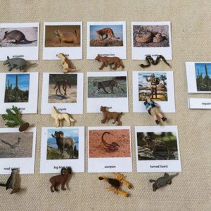 Cartões de nomenclatura de 3 partes de animais do deserto Montessori com miniaturas de brinquedos para sala de aula de educação domiciliar, cartões de aprendizagem educacional, brinquedos para crianças