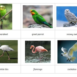 Montessori Common and Exotic Birds 3 Parts Cards Digital Download