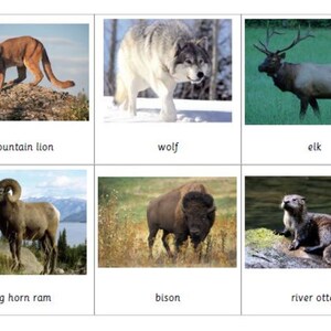 Montessori North America Wildlife 3 Parts Cards digital download Printable Homeschool Classroom Nomenclature Flash Cards