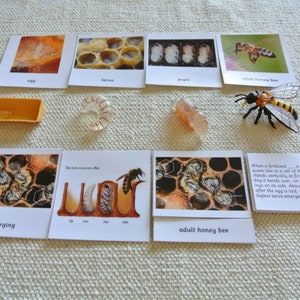 Montessori Life Cycle of a Honey Bee 5 Parts Cards with miniatures Homeschool Classroom Nomenclature Flash Cards