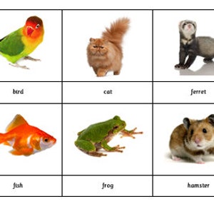 Montessori Common Pets 3 Parts Cards Digital PDF Download Printable Homeschool Classroom Nomenclature Flash Cards
