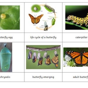 Montessori Monarch Butterfly Life Cycle 5 Parts Cards