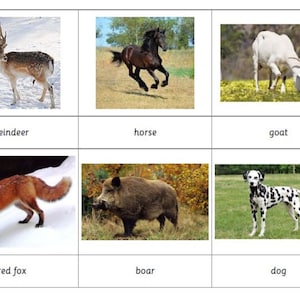 Montessori Common European Animals 3 Parts Cards Digital PDF Download Printable Homeschool Classroom Nomenclature Flash Cards
