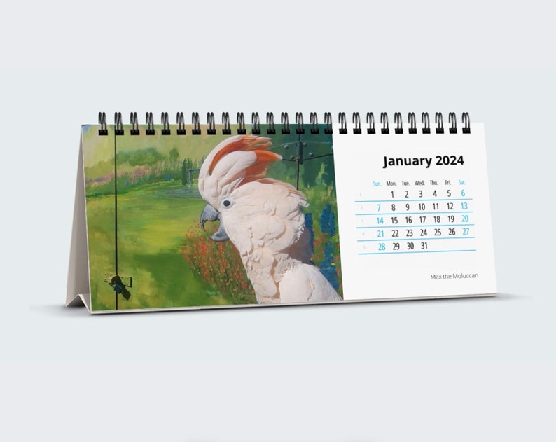 2024 Desk Calendar Max the Moluccan Cockatoo Double Sided Etsy