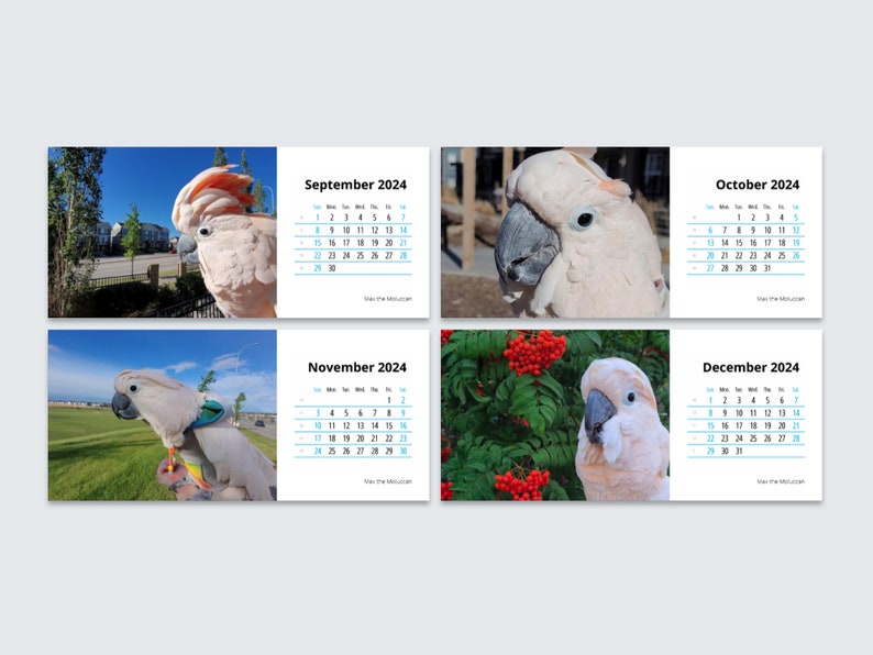 2024 Desk Calendar Max the Moluccan Cockatoo Double Sided Etsy