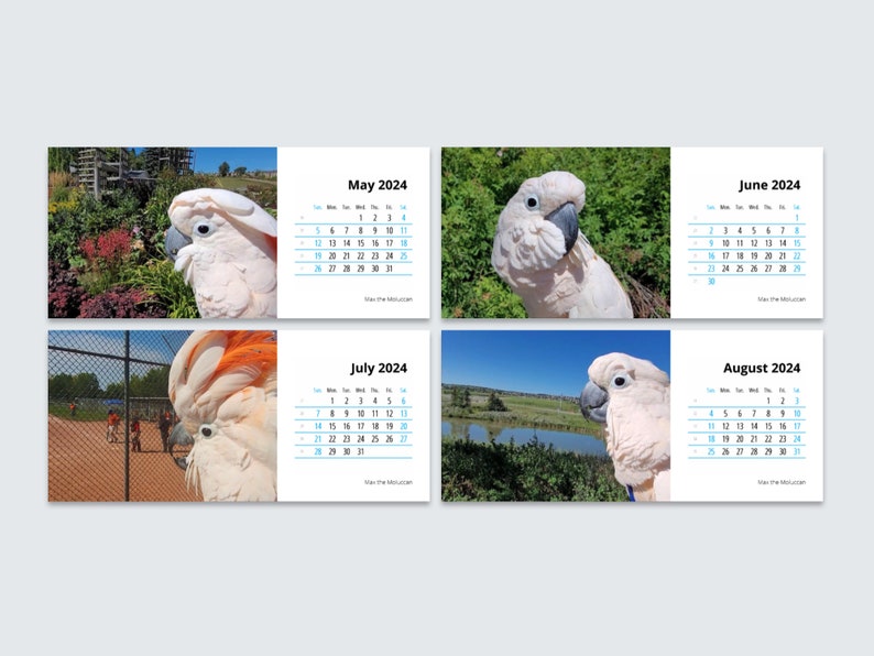 2024 Desk Calendar Max the Moluccan Cockatoo Double Sided Etsy