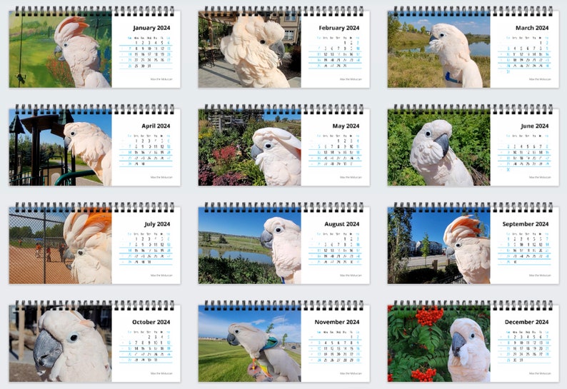 2024 Desk Calendar Max the Moluccan Cockatoo Double Sided Etsy