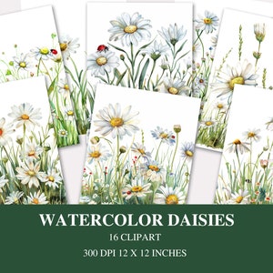 May include: Watercolor daisy clipart featuring white daisies with yellow centers and green stems and leaves. Some images include ladybugs. The text at the bottom reads "WATERCOLOR DAISIES 16 CLIPART 300 DPI 12 X 12 INCHES."