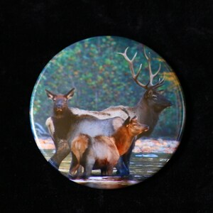 Pode incluir: Um close-up de três alces em pé em um riacho raso. Os alces são marrons e têm grandes chifres. O fundo é uma imagem desfocada de árvores verdes.