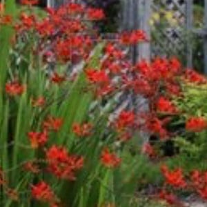 Crocosmia orange bulbs 5