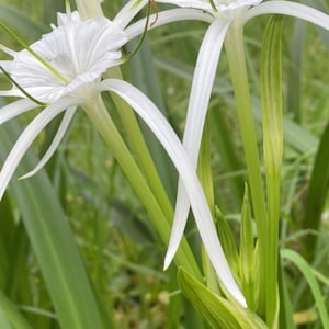 large white Peruvian daffodil lily bulb