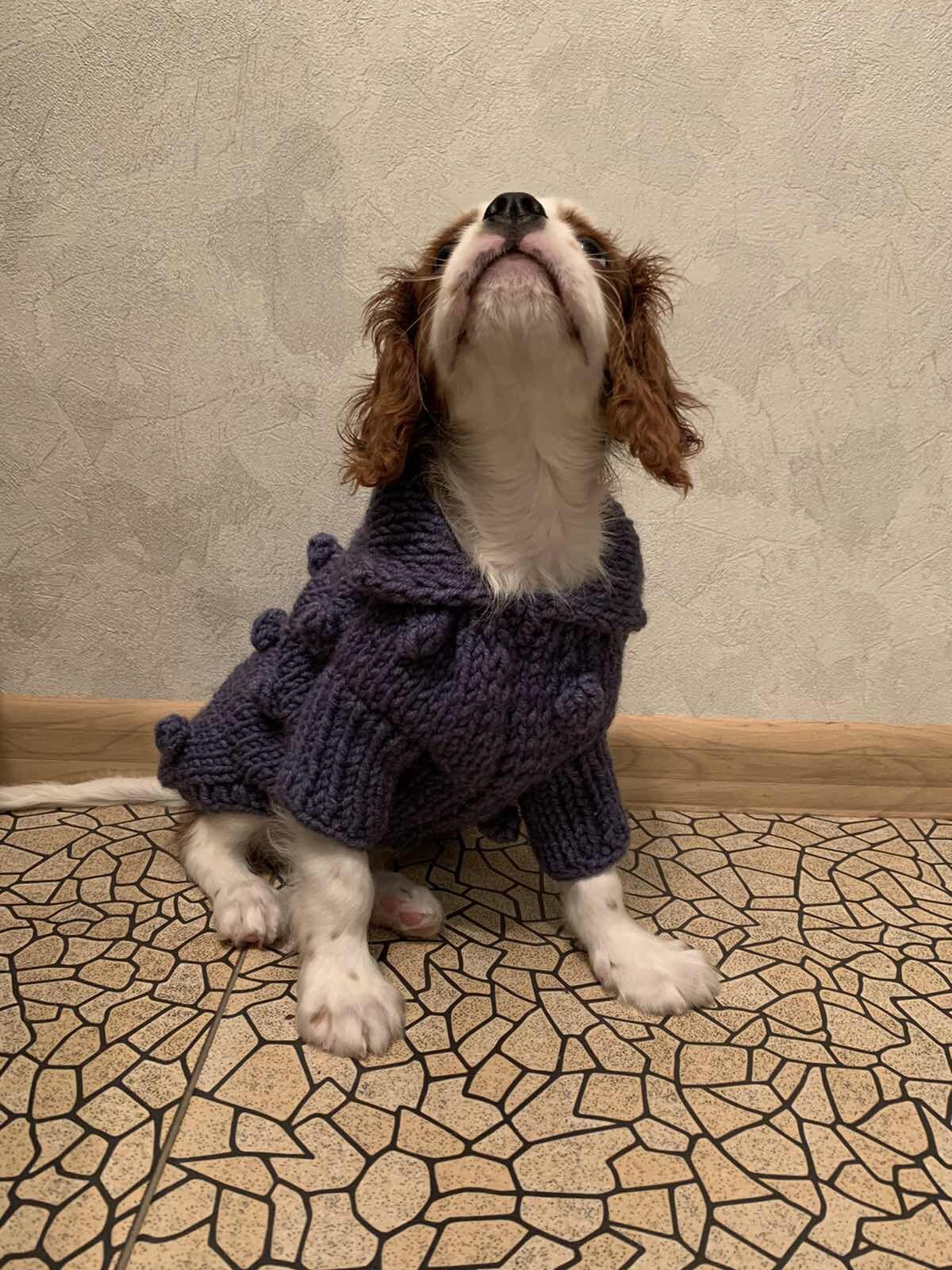 Hund Pullover für kleine Hund Blase Hund Kleidung als Etsy