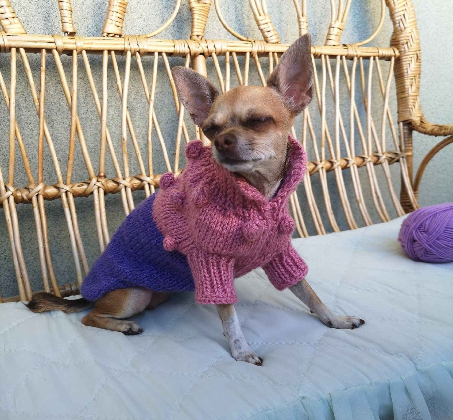 Extra small chihuahua clothes Knit tiny dog sweater XXS dog Etsy