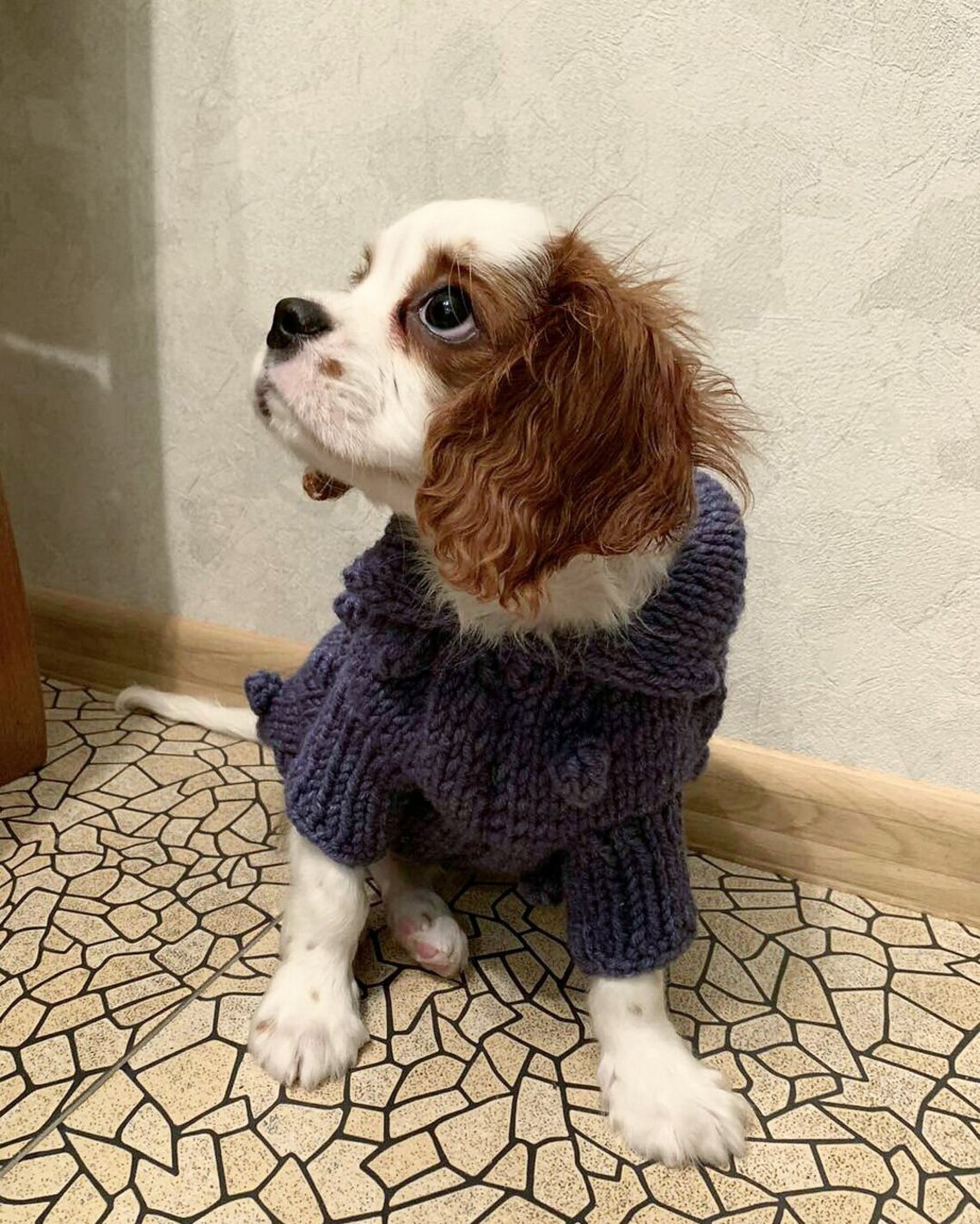 Hund Pullover für kleine Hund Blase Hund Kleidung als Etsy