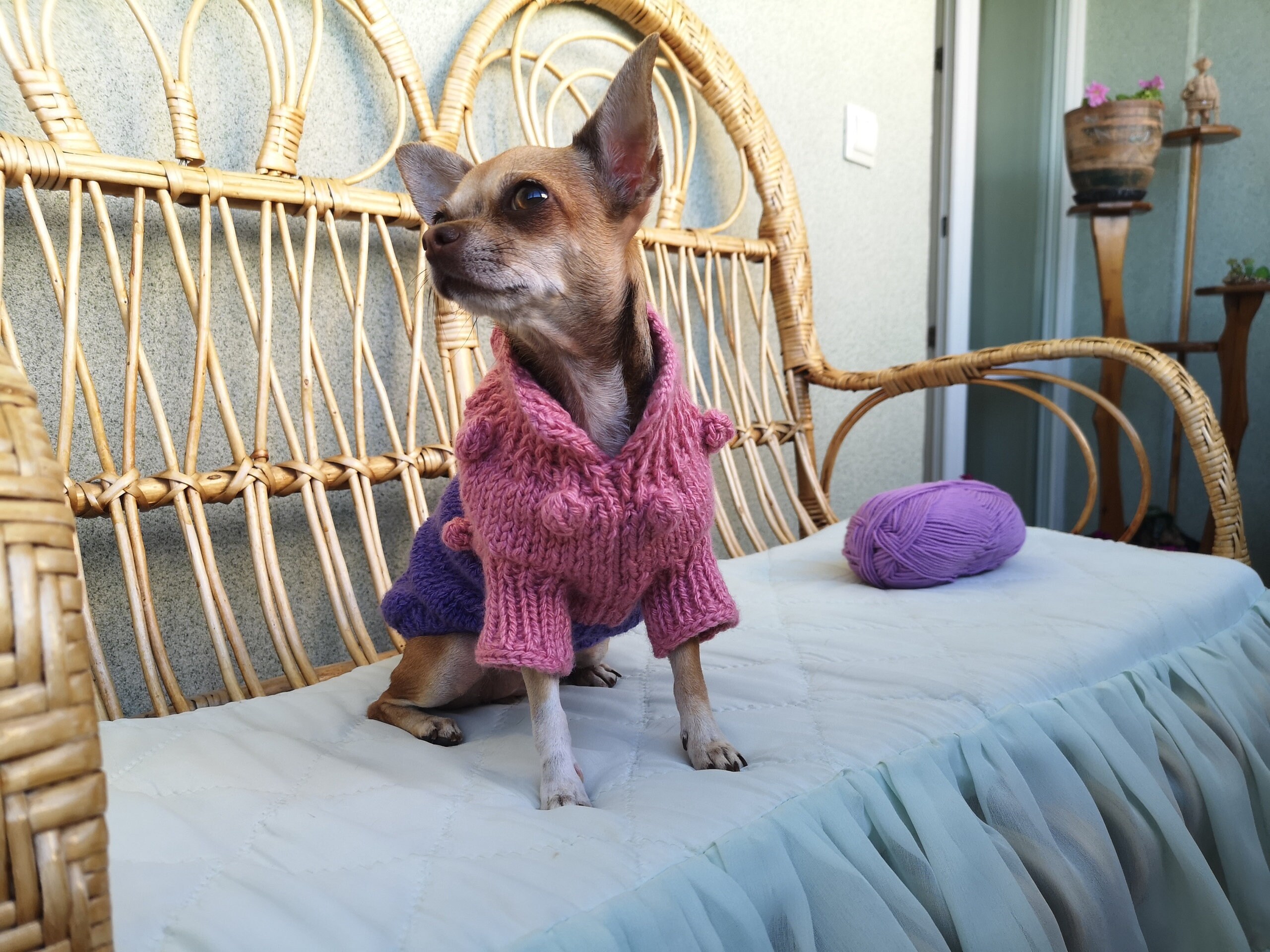 Extra small chihuahua clothes Knit tiny dog sweater XXS dog Etsy