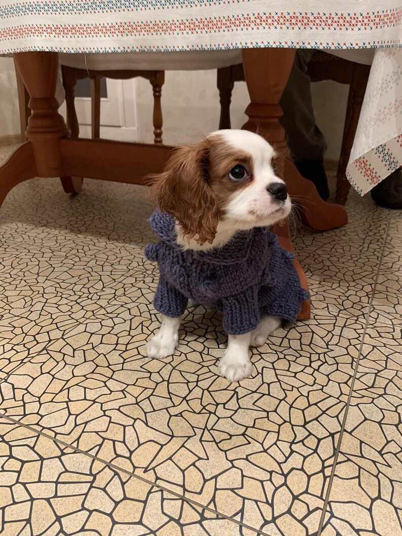 Hund Pullover für kleine Hund Blase Hund Kleidung als Etsy