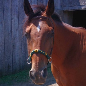 Sunflower paracord bitless bridle, sidepull attachment.