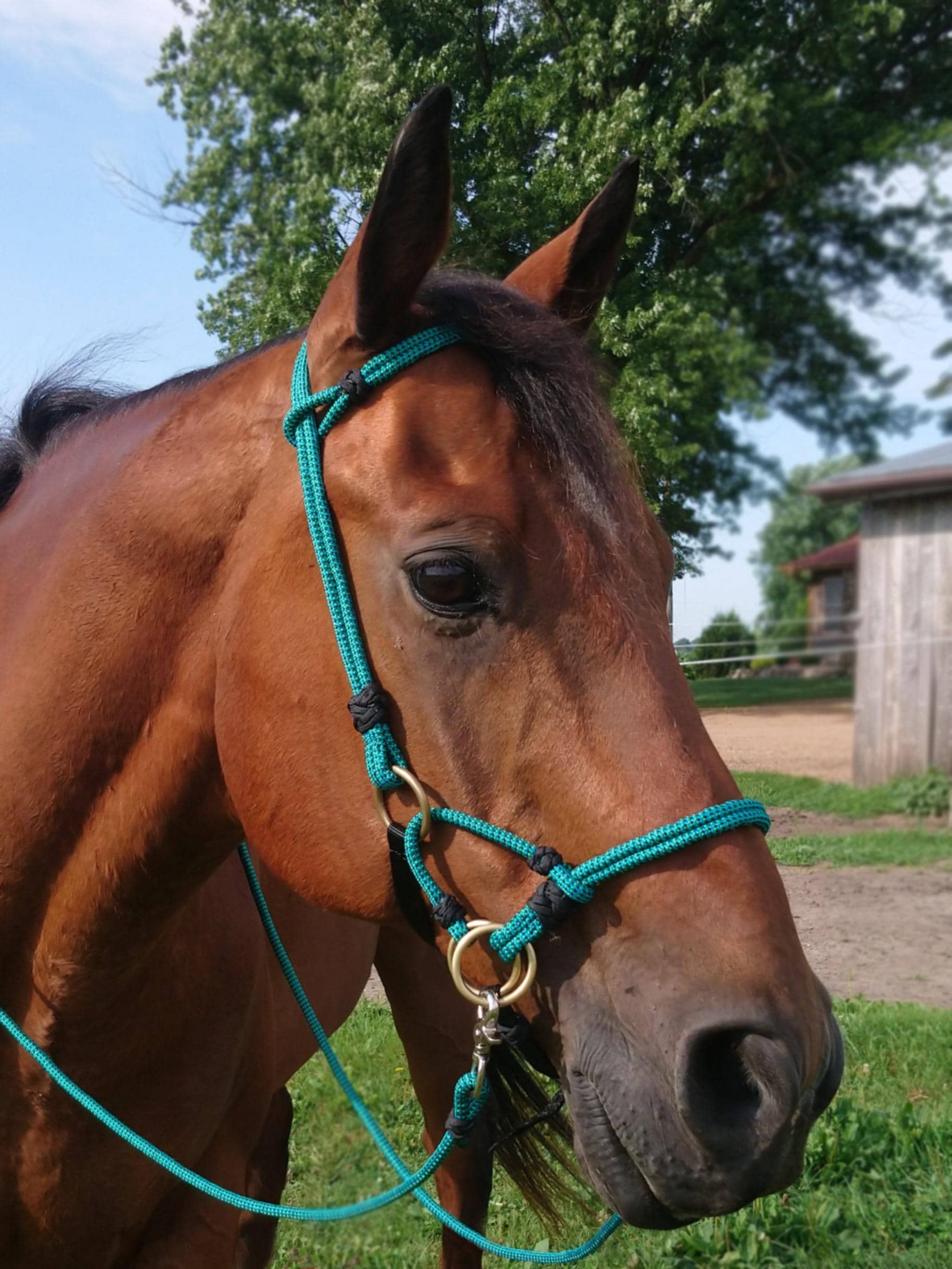 Pony Bitless Bridle Side Pull Hackamore Pony Tack With Reins