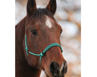 Ready to ship handmade soft yacht rope halter