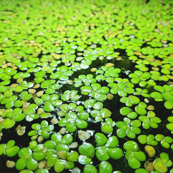 50+ Giant Duckweed | Spirodela polyrhiza | Floating Plant | Live Aquarium Plant | Aquatic Plant | Pond Plant | Pet Food | Fish Breeding