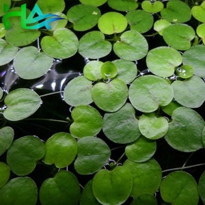 Hygrophila Sp Brown Hygrophila Thai Live Etsy