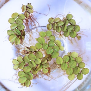 50+ Water Spangles | Salvinia minima | Floating Plant | Live Aquarium Plant | Aquatic Plant | Pond Plant | *READ INFO*