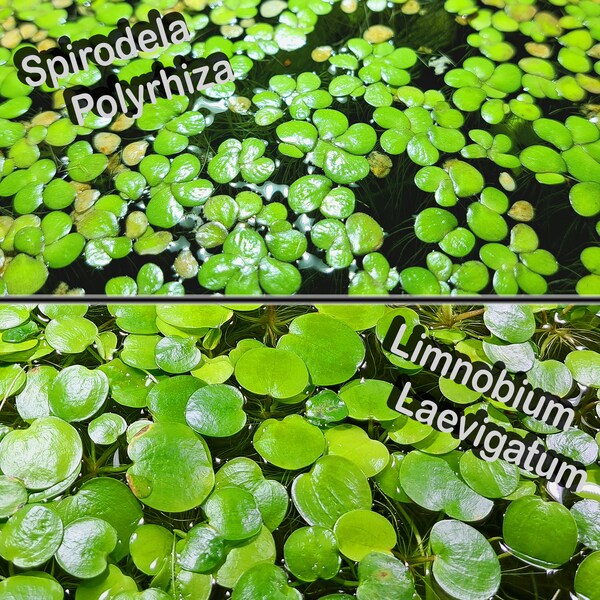 Floating Combo Pack #2 - Giant Duckweed, Amazon Frogbit - Easy Care Floating Plants - Spirodela polyrhiza, Limnobium laevigatum, Aquatic
