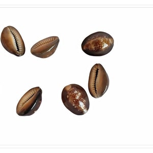Puede incluir: Siete conchas de cauri marrones sobre un fondo blanco. Las conchas son lisas y tienen un brillo natural.