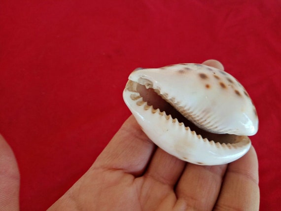 Unique Handcrafted Large Nazar Battu Kauri Shell Kawach - Indian Evil Eye Protector, Traditional Najar Raksha Decor