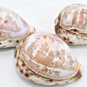 Puede incluir: Tres conchas blancas con manchas marrones. Cada concha tiene un diseño tallado de personas y las palabras "Nueva York" y "Hawái" en la parte inferior.