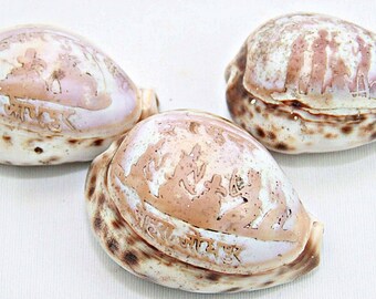 Vintage Hand Carved Cowrie Shells, Artisan Engraved Coastal Boho Folk Art Display