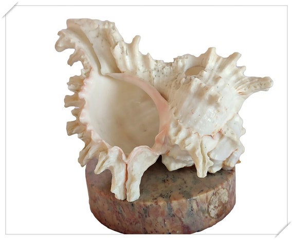 Beautiful Natural Conch Shell and Red Granite Paper Weight - Elegant Handmade Office Decor from India - Unique Desk Accessory