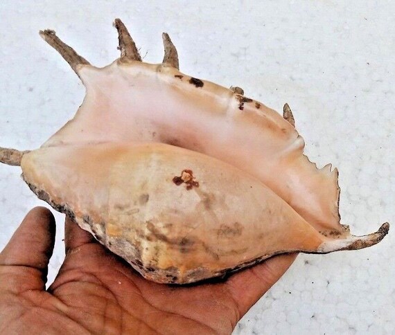 Vintage Nautical Sea Large Natural Conch Shell Beautiful Collectible Home Decor Coastal Beach Antique Unique Gift P1