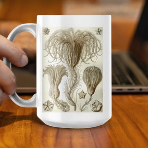 May include: White ceramic mug with a vintage illustration of a brown and white sea anemone on a white background.
