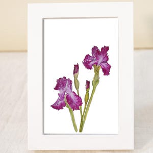 Iris morado en flor, impresión giclée de acuarela original y boceto a pluma, arte mural botánico, regalo para ella