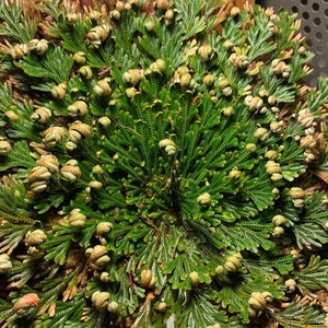 Rose Of Jericho