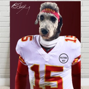 May include: A gray dog wearing a white and red football jersey with the number 15 on the front. The dog is wearing a red headband with the word "Chief" on it. The background is a maroon color.
