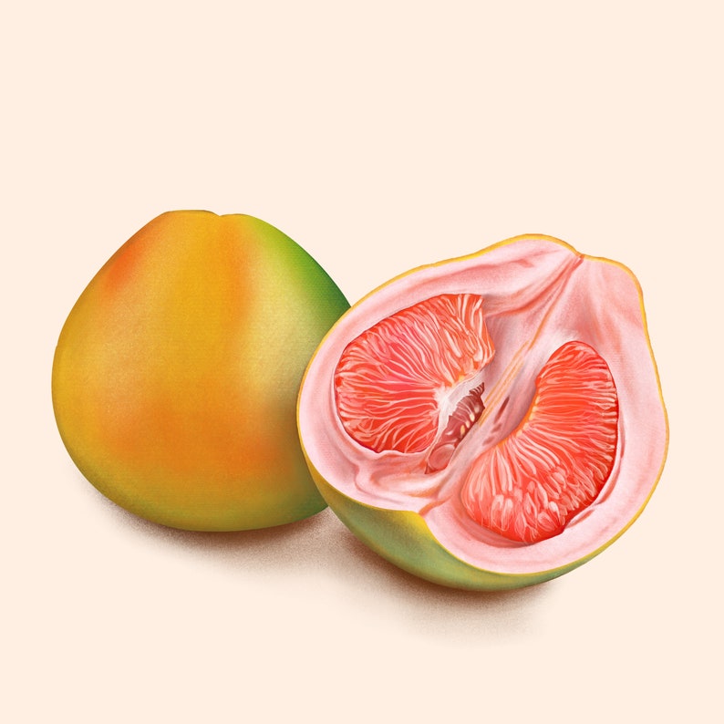 Pomelo Art Print Food Illustration Digital Art Etsy